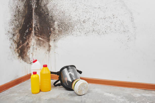 Best Commercial Mold Removal  in Eureka Mill, SC