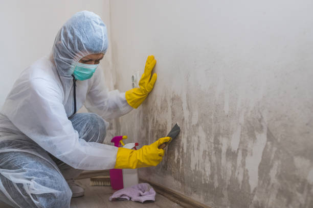 Best Certified Mold Removal  in Eureka Mill, SC