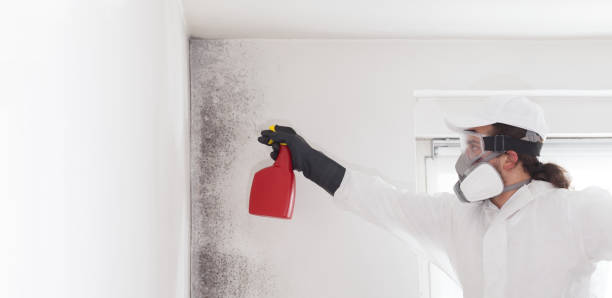 Best Mold Removal Company Near Me  in Eureka Mill, SC
