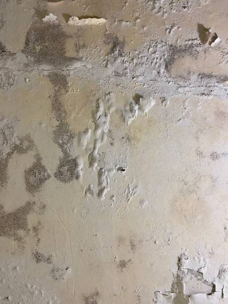 Best Attic Mold Removal  in Eureka Mill, SC