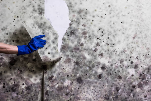 Office Mold Removal Services in Eureka Mill, SC