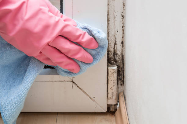Mold Removal Process in Eureka Mill, SC