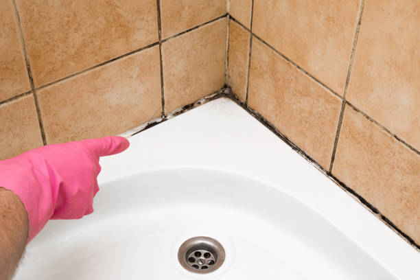 Professional Mold Removal in Eureka Mill, SC
